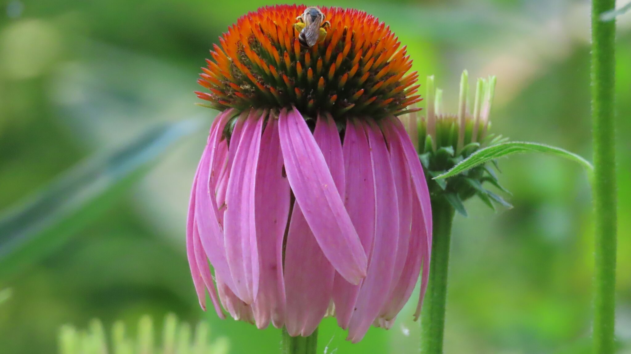 Echinacea purpurea